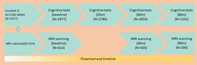 Obesity is associated with greater cognitive function in patients with type 2 diabetes mellitus